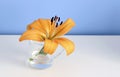 Single orange liliy in a glass of clear water, purity or freshness concept Royalty Free Stock Photo