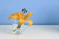 Single orange liliy in a glass of clear water, purity or freshness concept Royalty Free Stock Photo