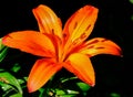 Single orange Lily flower on a black background close up selective focus Royalty Free Stock Photo