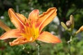 A single orange lily flower, close up. Macro brown-orange stamens and pistil. Blooming tiger lily growing for Royalty Free Stock Photo