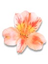 single orange lily of the incas isolated on white background. Royalty Free Stock Photo