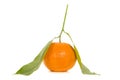 Single orange mandarin with leaves Royalty Free Stock Photo