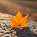 Single Orange Maple Leaf on a Stone Surface Royalty Free Stock Photo