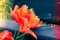 Single orange parrot tulip with water drops and light leaks background