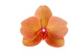 Single orange peach orchid flower with red strips on petals closeup isolated on white Royalty Free Stock Photo