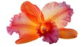 A single orange and pink orchid bloom isolated on a white background Royalty Free Stock Photo