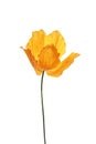 Single orange poppy on white background Royalty Free Stock Photo