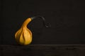 Single orange pumpkin in a classic still life