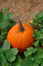 Single Orange Pumpkin in green leaves Royalty Free Stock Photo