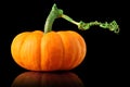 Single orange pumpkin on black Royalty Free Stock Photo