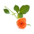 Single orange rose