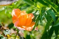 Single orange rose with blurred leaves