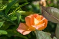 Single orange rose with blurred leaves