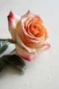 Single orange rose with dew drops, close-up on a white backdrop Royalty Free Stock Photo