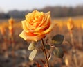 a single orange rose in a field