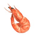 Single orange shrimp painted in watercolor.