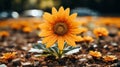 a single orange sunflower in the middle of a field Royalty Free Stock Photo