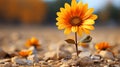 a single orange sunflower is standing in the middle of a field Royalty Free Stock Photo