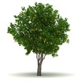 Single Orange Tree Royalty Free Stock Photo