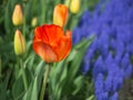 Orange tulip with Grape Hyacinth in the background Royalty Free Stock Photo