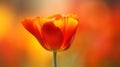 a single orange tulip in front of a blurry background Royalty Free Stock Photo