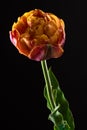 Single orange tulip isolated on a black background. Yellow, orange, red, brown, all warm colors in one flower Royalty Free Stock Photo