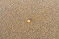 Single orange and white seashell on a sandy beach Royalty Free Stock Photo