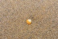 Single orange and white seashell on a sandy beach Royalty Free Stock Photo