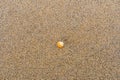 Single orange and white seashell on a sandy beach Royalty Free Stock Photo