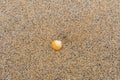 Single orange and white seashell on a sandy beach Royalty Free Stock Photo