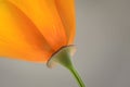 Single orange wildflower California Poppy