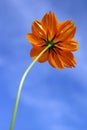 Single orange yellow flower and blue sky