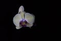 Single orchid in the dark