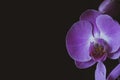 Single orchid flower closeup