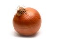 Brown onion on a white background