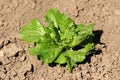 Single organic fresh layered light green Lettuce or Lactuca sativa plant with thick leathery leaves in home garden Royalty Free Stock Photo