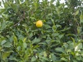 Single Organic yellow ripe lemon fruit on the tree