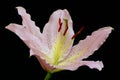 Single oriental lily, still life on black Royalty Free Stock Photo