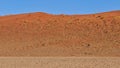 Single oryx antilope seeking for food on orange sand dune near Sossusvlei,Namib desert, Namibia, Africa.