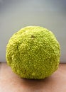 Osage orange fruit, close up Royalty Free Stock Photo
