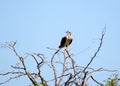 Single osprey sits on a tree