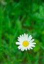 Single oxeye daisy flower. Green grass background