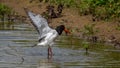 A single oyster catcher wading bird