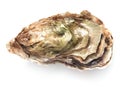 Single oyster isolated