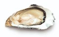 Single oyster isolated