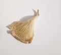 Single oyster mushroom against plain white background with copy space