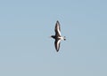 A single Oyster-catcher in flight