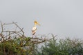 Single painted stork perched on a tree top Royalty Free Stock Photo