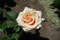 Single beige flower of garden rose Royalty Free Stock Photo