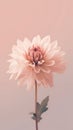 Single pale pink flower isolated on cream colored light pastel pink background. Minimalistic floral background in tender paslet Royalty Free Stock Photo